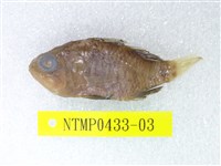 藏品(黑天竺鯛)的圖片